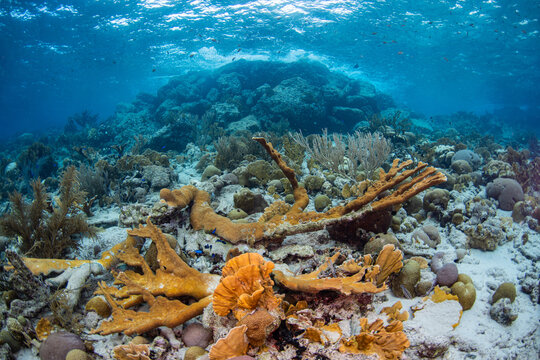 Tropical shallow coral reef with sponges and sea fans in clear blue ocean water.