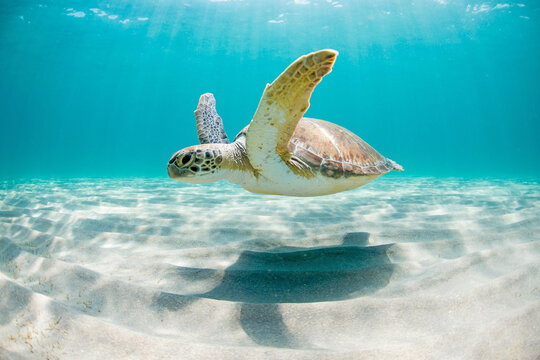 Sea turtle swimming over rippled sandy ocean floor in clear shallow ocean waters.