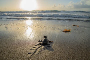 Fototapete Schildkröte Baby sea turtle hatchling crawling toward ocean at sunrise.   © Andre Johnson