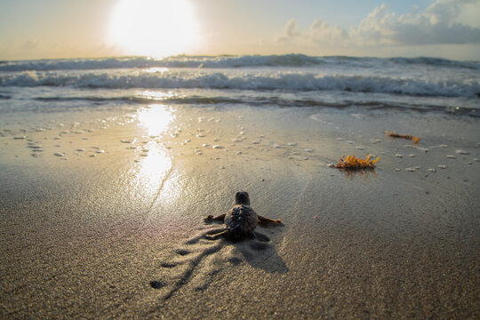 Baby sea turtle hatchling crawling toward ocean at sunrise.
