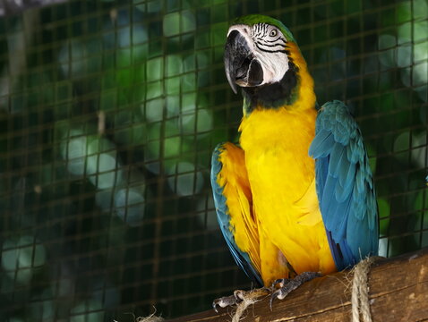 arara brasileira