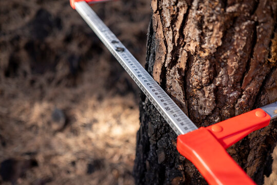 Forester Using Dendrometer on Charred Tree with Pink Marking The Concept of Scientific Research