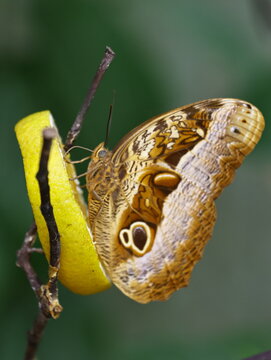 borboleta-coruja