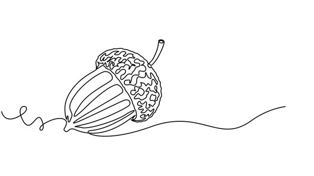 Detailed Acorn with Textured Cap and Smooth Shell animation continuous one line drawing, Simple Line Art Drawing of an Acorn, Oak Nut Seed Illustration,  Full length single line animation, Animated.