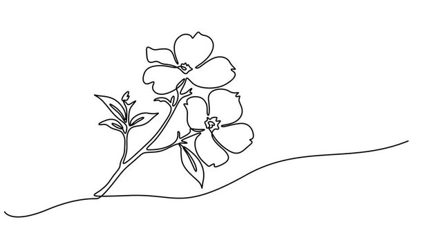 Dogwood Blossoms animation continuous one line drawing, Dogwood Flowers continuous one line drawing, Elegant dogwood floral outline, minimalist botanical illustration, Elegant single line drawing of a