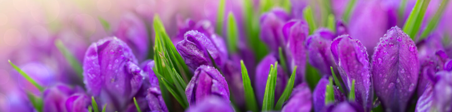 Purple crocus flowers in the spring garden.