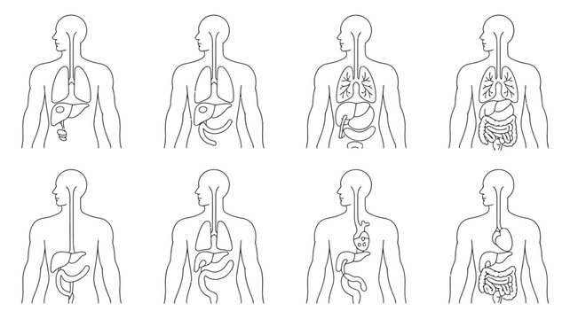 Eight human back outlines featuring various internal organs like the liver, stomach, and lungs.