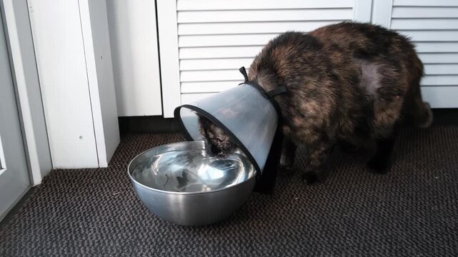 Ill cat with an Elizabethan collar drinks water from a metal bowl. Restoring the health of pet after injury. An animal in a cone prevents itching of the wound after surgery. High quality 4k footage.