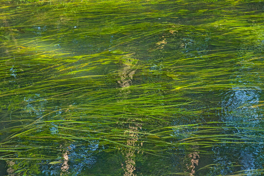  Waving rushes in the water. green wavy rushes in streaming water with three reflections - typha 