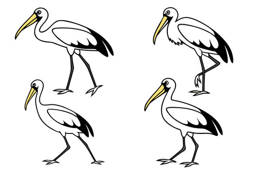 vector illustration of white pelican