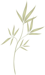 Fototapeta premium bamboo leaves isolated on white background