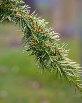 Zweig einer Europ&auml;ische Eibe (Taxus baccata) m&auml;nnliche Zapfen am Trieb im Fr&uuml;hjahr