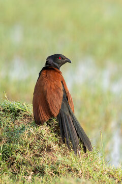 Cinematic portrait: The ruby-red eye of a Greater Coucal.
