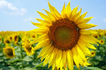 Fototapeta premium Open sunflower head with foraging bees on the disc, against a blurred field and blue sky. Depicts native pollinator activity, crop fertilization, and ecological biodiversity in agricultural landscapes