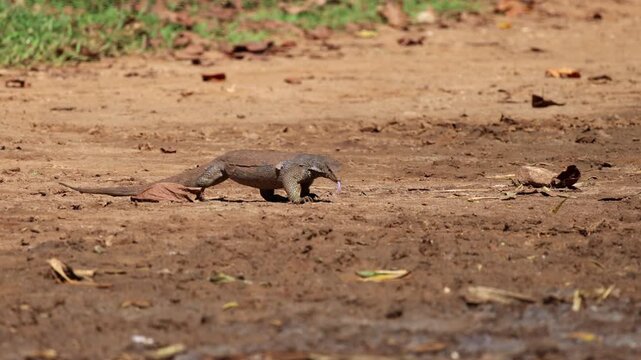 A monitor lizard in its natural habitat, displaying natural behavior as it explores the muddy ground with flicking tongue. Udawalawe National Park in Sri Lanka, Asia.