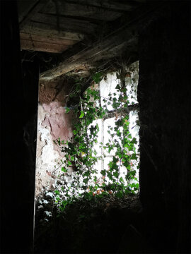 Fenster in altem Geb&auml;ude mit Efeu im Innenraum
