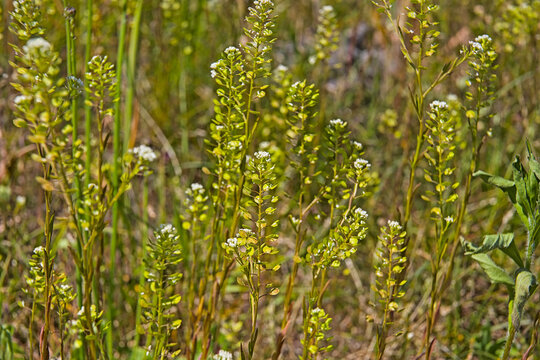 flowering least pepperwort plants , selective focus - Lepidium virginicum 