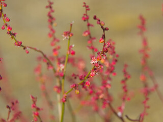 Fototapeta premium Closeup of the tiny flower of Sheep's sorrel - Rumex acetosella. 