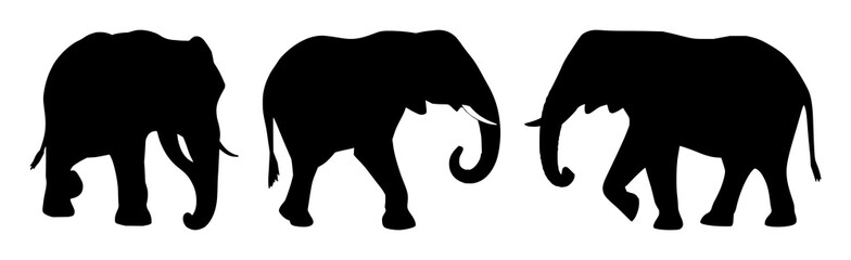 Fototapeta premium Elephant silhouette set with a single walking figure in black outline featuring elephants, walking, silhouette, wildlife with nature and wildlife conservation