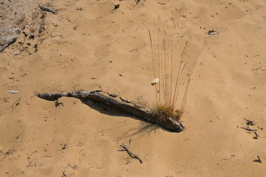 Piece of driftwood and silver-hair grass in the sand of Hoge Kempen naturer reserve, Genk, Flanders, Belgium 