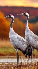 Naklejka premium Cranes standing gracefully in a golden sunset landscape
