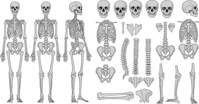 Detailed human skeleton anatomy vector illustration including full body views skull ribcage spine and individual bone parts for medical educational use.