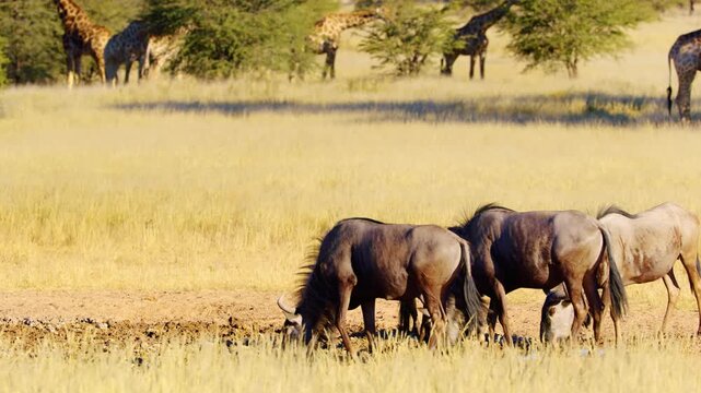A herd of blue wildebeests drinking water from a Water point in Savanah