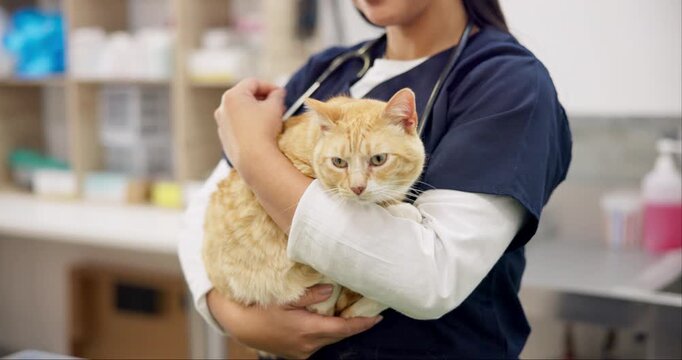 Hands, vet and woman pet cat for care, play and touch in healthcare clinic. Veterinary, cute kitty and closeup of medical professional, doctor or veterinarian working, checkup and animal treatment