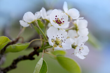 Obraz premium Macro shot of white pear blossom isolated on blue sky background.