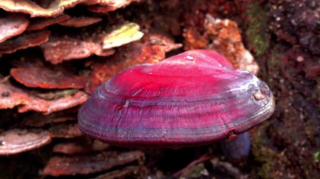 The basidiomycete fungus Reishi (Ganoderma lucidum), also known as the varnished bracket or lacquered polypore