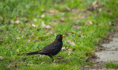 Obraz premium Profile shot of a male common blackbird with dark plumage and a bright yellow-orange beak standing on a lush green lawn in a park, surrounded by soft-focus grass and spring growth