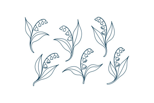 Lily of the valley flowers and leaves in a simple line drawing style flower