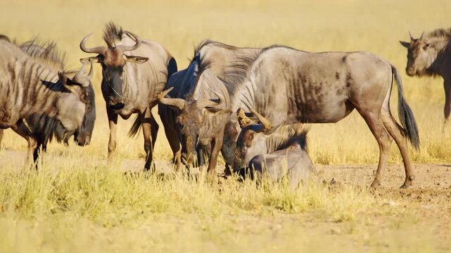 Close up shot of a Herd of blue wildebeests