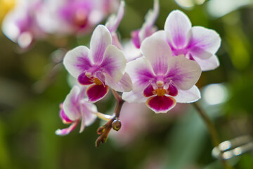 Fototapeta premium Close-up of white Phalaenopsis orchids with purple centers