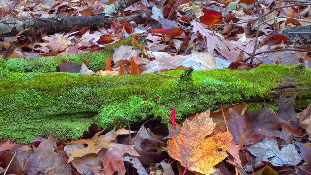 The lichen Cladonia fimbriata (fringed cup lichen) and green mosses growing on decaying wood