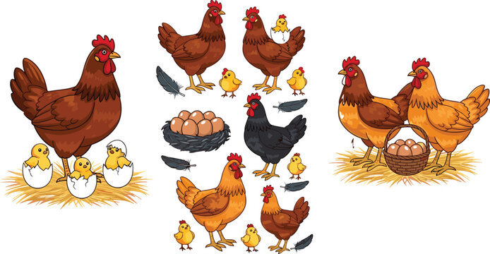 Flat vector illustration set of farm chickens including hens roosters and yellow chicks with nests of eggs and feathers on white background