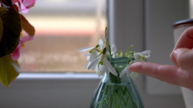 Finger Touching Snowdrop Flower in Glass Vase on Windowsill &mdash; Hand Lifting Galanthus nivalis to Reveal Green Inner Markings, First Spring Flowers Indoors, Slow Living Concept