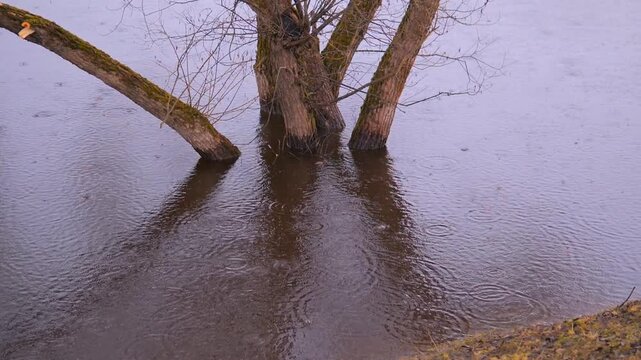 Flooded Forest Trees in Spring Thaw with Slow Motion Rain Ripples on Murky Water Surface, Climate and Seasonal Change Concept