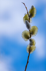 Fototapeta premium pussy willow branch
