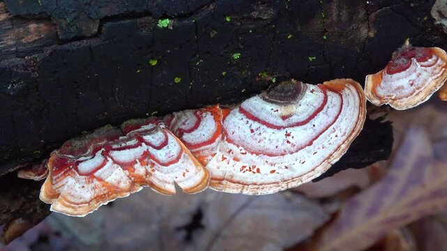 Wood-decaying bracket fungus Fomitopsis pinicola (red-belted conk) growing on fallen