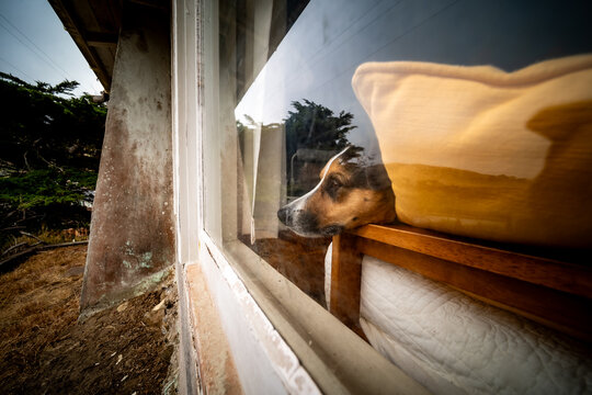 A dog on a couch staring out a window