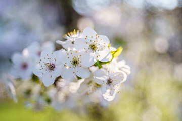 Białe kwiaty wiśni na gałązce w wiosennym świetle z miękkim, pastelowym rozmyciem tła.
