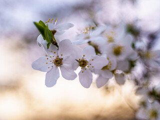Białe kwiaty wiśni na gałązce w wiosennym świetle z miękkim, pastelowym rozmyciem tła. © Henryk Niestrój