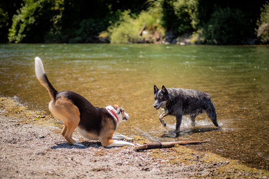 Two dogs playing in a river