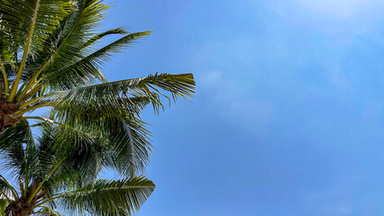 Fototapeta premium Tropical Palm Leaves Against Blue Sky Background, Summer Nature Scene With Copy Space For Travel And Vacation Concept