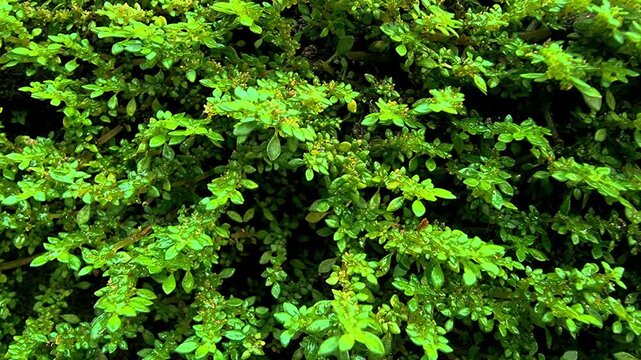 Macro of Lush Green Pilea Microphylla with Fresh Water Droplets - 4K