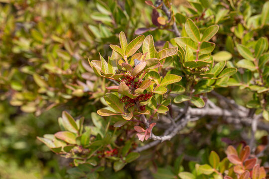 Mastic Tree Pistacia Lentiscus with Small Red Flowers and Green Leaves in Mediterranean Nature