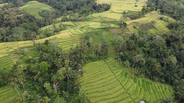 Aerial drone circling inward to the right above rice fields and tropical trees near Jatiluwih, Bali, Indonesia.
