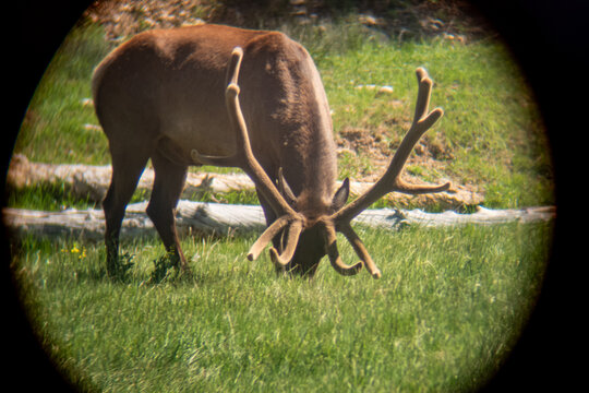 A young deer buck viewed through a telescope lens