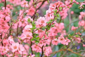 Obraz premium Peach Chaenomeles x superba ‘Coral Sea’ Japanese quince in flower.